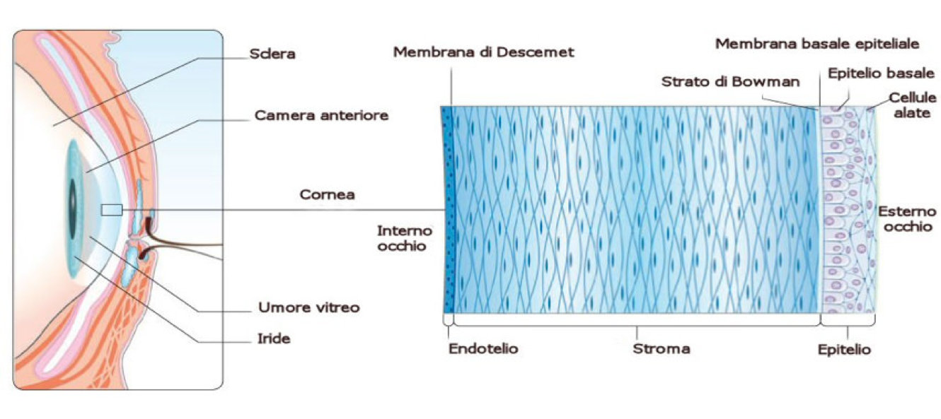 Cornea e distrofie corneali